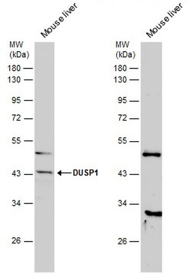 MKP-1 Antibody in Western Blot (WB)