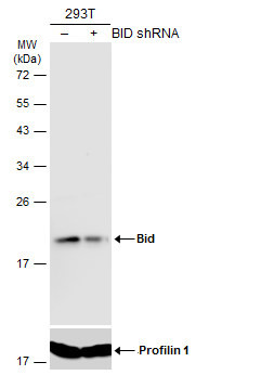 BID Antibody in Western Blot (WB)
