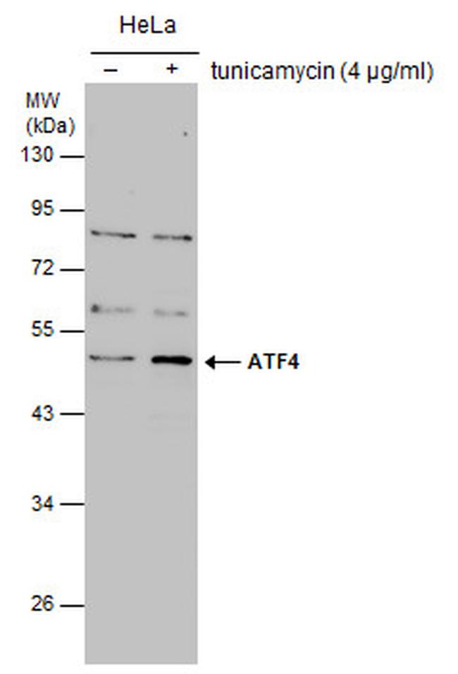 ATF4 Antibody in Western Blot (WB)