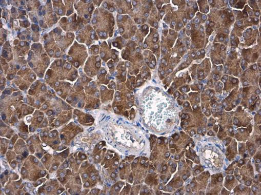 AFG3L2 Antibody in Immunohistochemistry (Paraffin) (IHC (P))