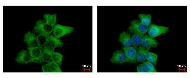 alpha Tubulin Antibody in Immunocytochemistry (ICC/IF)