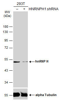 hnRNP H1 Antibody in Western Blot (WB)