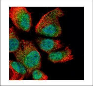 RAN Antibody in Immunocytochemistry (ICC/IF)
