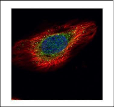 ERP29 Antibody in Immunocytochemistry (ICC/IF)