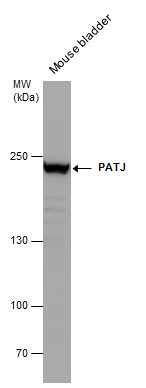 PATJ Antibody in Western Blot (WB)