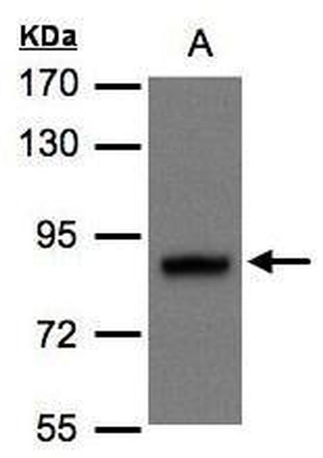 DISC1 Antibody in Western Blot (WB)