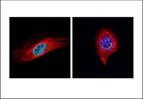 Bub1 Antibody in Immunocytochemistry (ICC/IF)