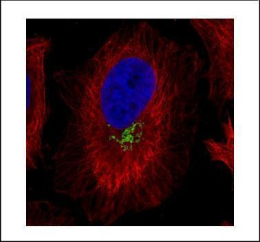 GOLPH2 Antibody in Immunocytochemistry (ICC/IF)
