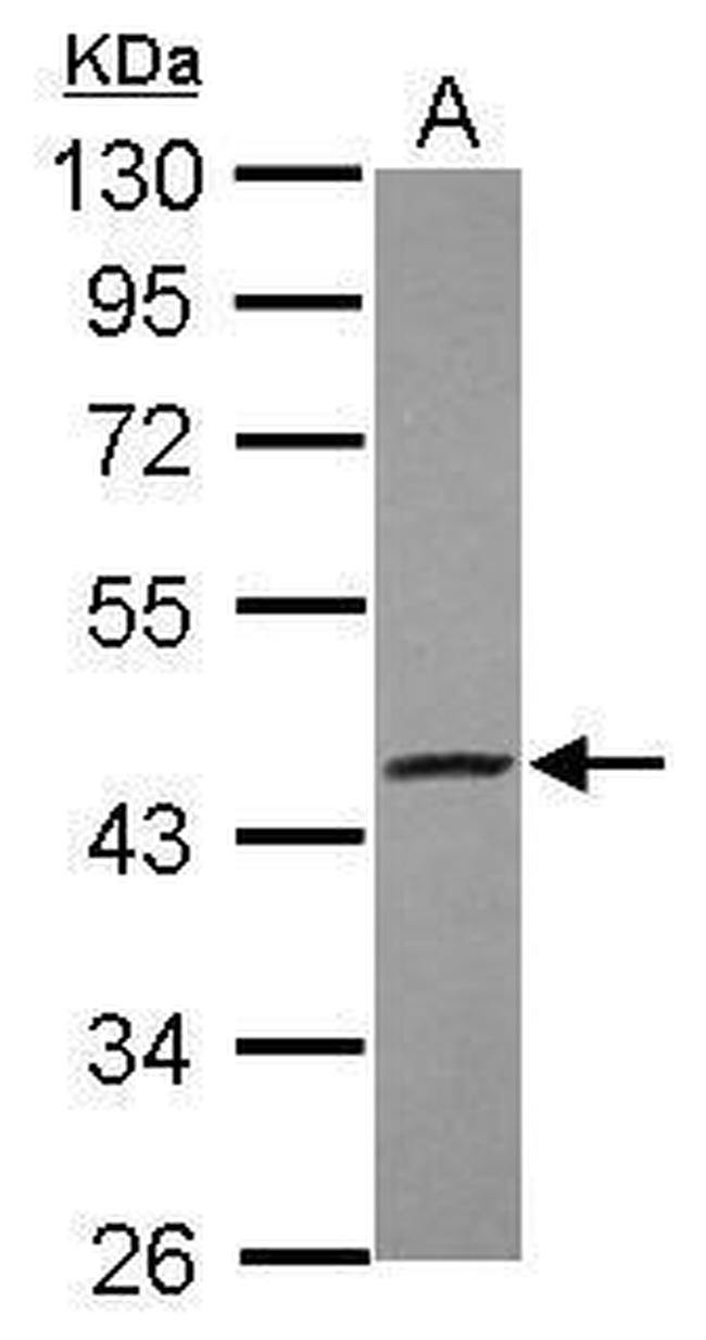S1P1 Antibody in Western Blot (WB)
