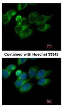 PRDX4 Antibody in Immunocytochemistry (ICC/IF)