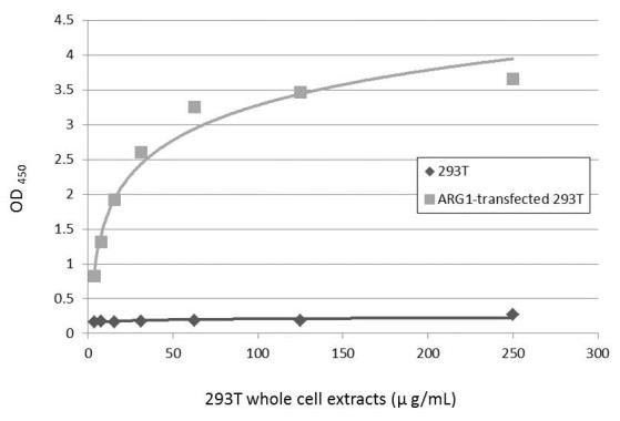 Arginase 1 Antibody in ELISA (ELISA)