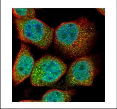 Ubiquitin B Antibody in Immunocytochemistry (ICC/IF)