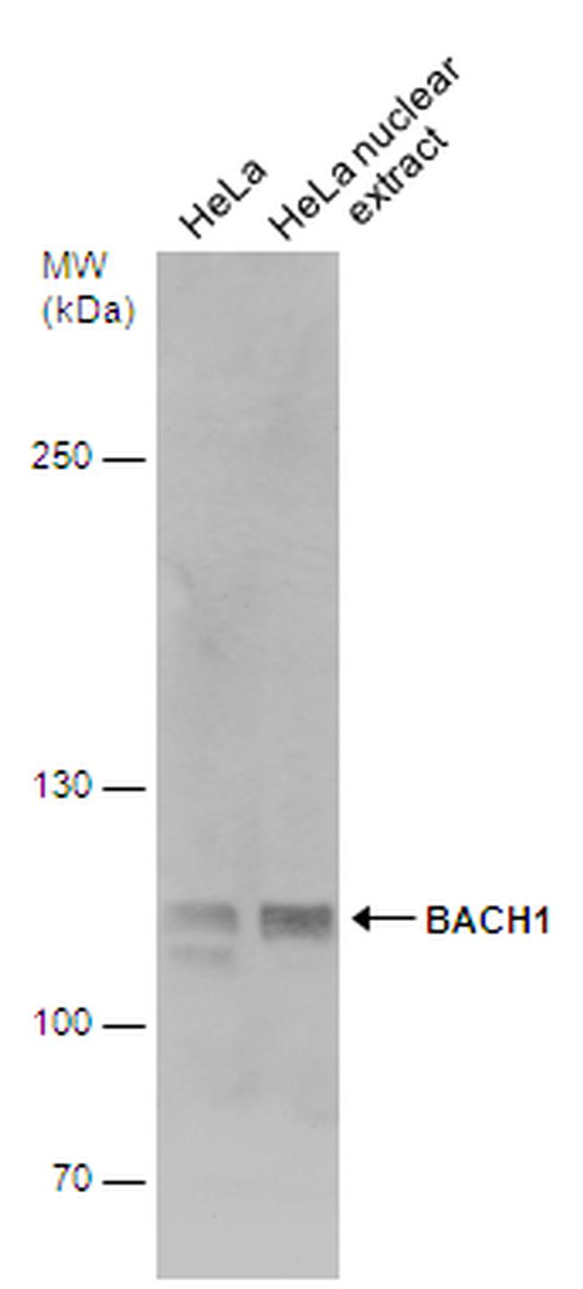 BACH1 Antibody in Western Blot (WB)