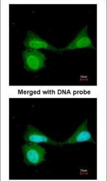 NFkB p105 Antibody in Immunocytochemistry (ICC/IF)