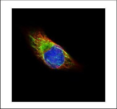 alpha Tubulin Antibody in Immunocytochemistry (ICC/IF)