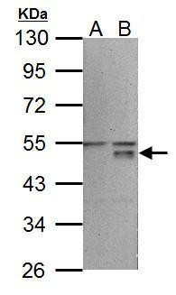 WNT5A Antibody in Western Blot (WB)