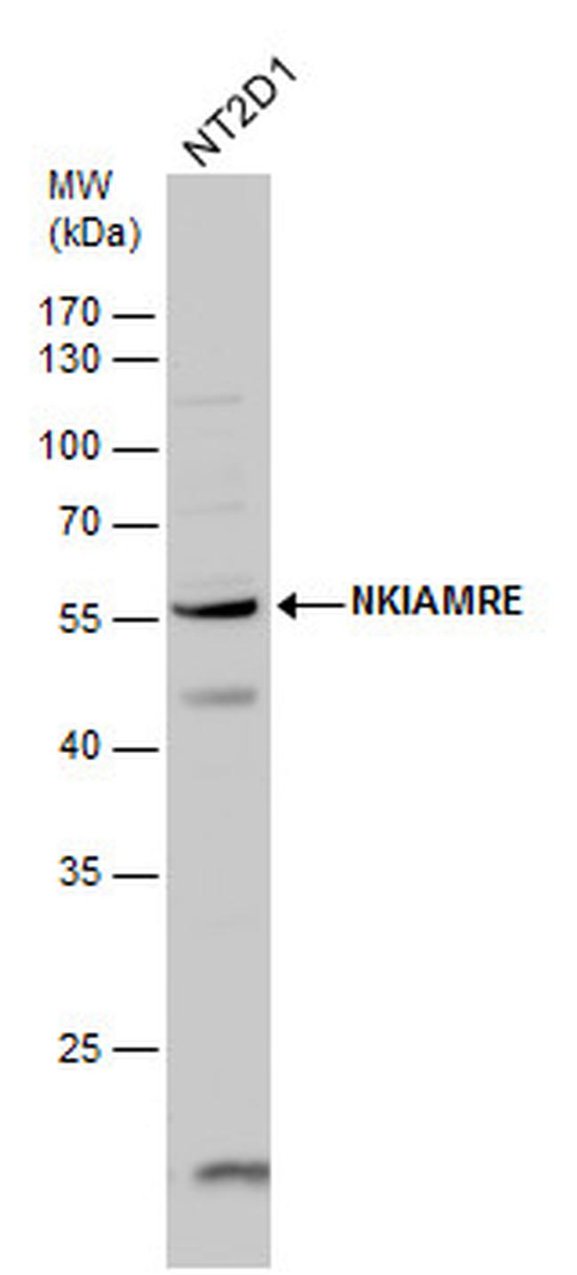 NKIAMRE Antibody in Western Blot (WB)