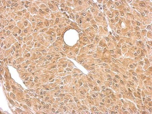 BACE1 Antibody in Immunohistochemistry (Paraffin) (IHC (P))