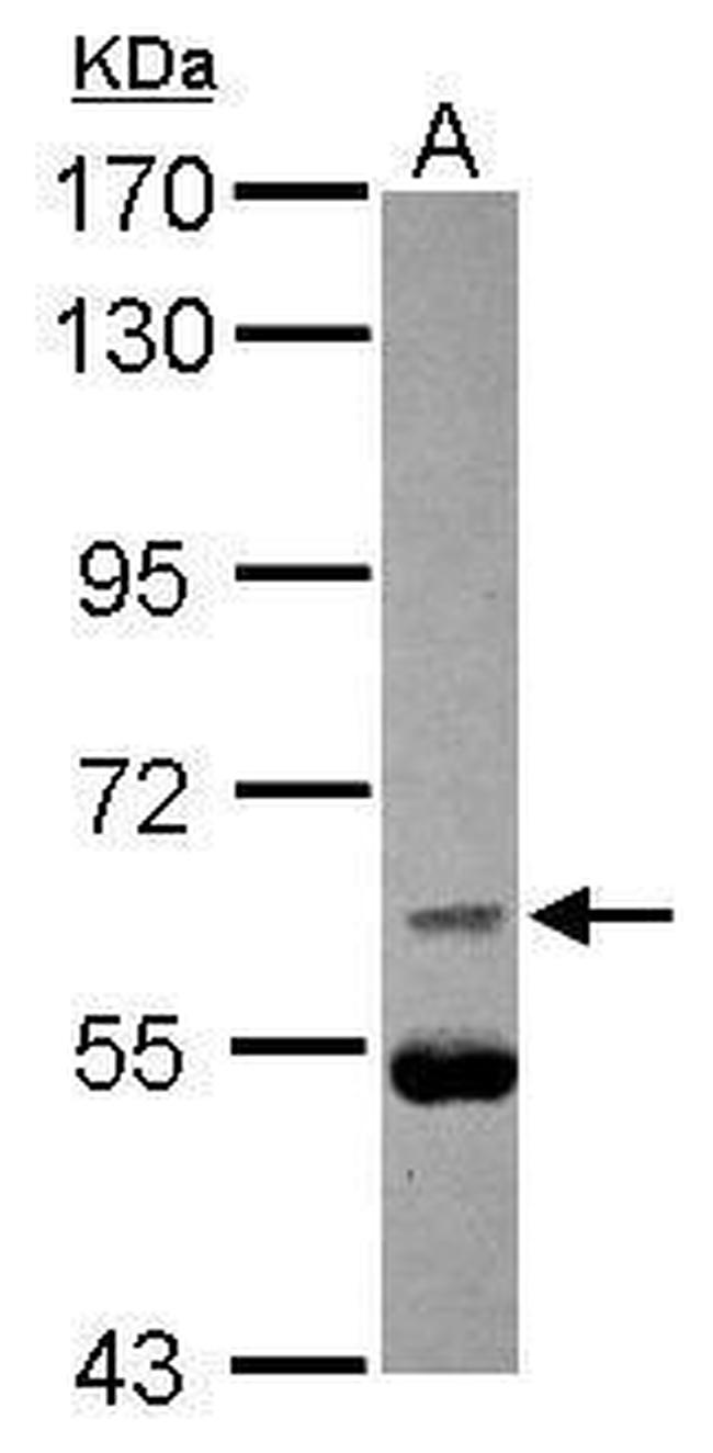 Phospho-Cdc25B (Ser187) Antibody in Western Blot (WB)