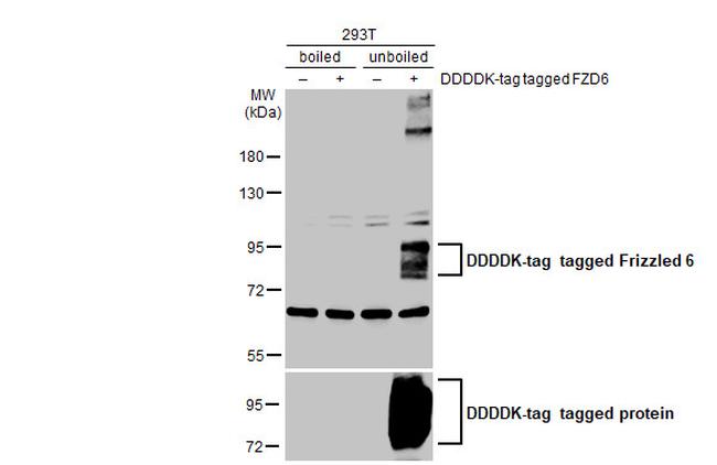 FZD6 Antibody in Western Blot (WB)
