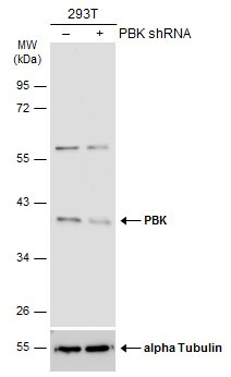 PBK Antibody in Western Blot (WB)