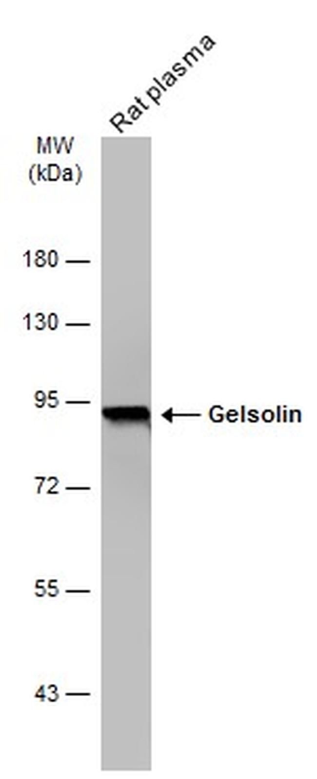 Gelsolin Antibody in Western Blot (WB)
