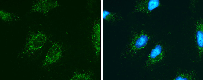 RBP3 Antibody in Immunocytochemistry (ICC/IF)