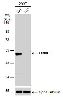 TXNDC5 Antibody in Western Blot (WB)