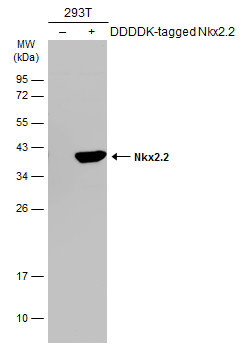 Nkx2.2 Antibody in Western Blot (WB)