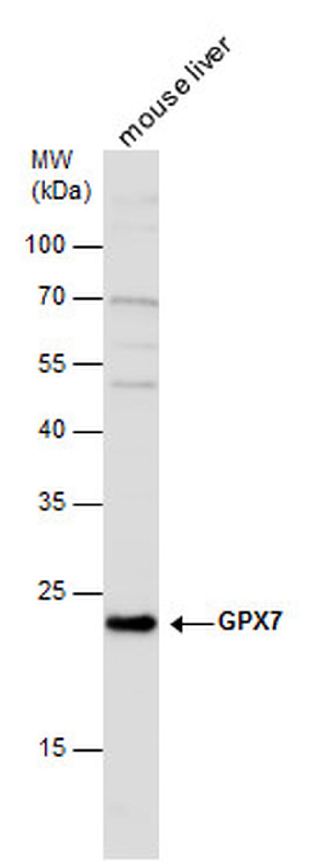GPX7 Antibody in Western Blot (WB)