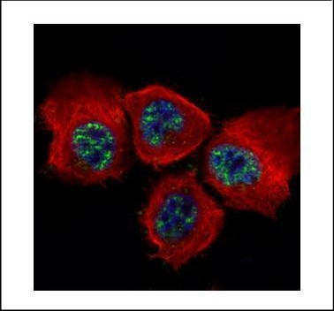 Phospho-STAT3 (Tyr705) Antibody in Immunocytochemistry (ICC/IF)