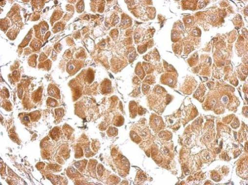 EFHA1 Antibody in Immunohistochemistry (Paraffin) (IHC (P))