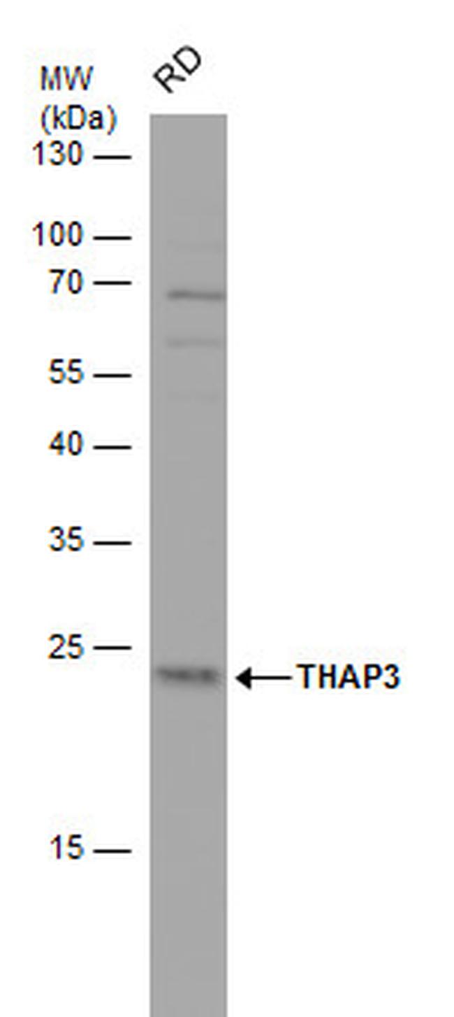 THAP3 Antibody in Western Blot (WB)