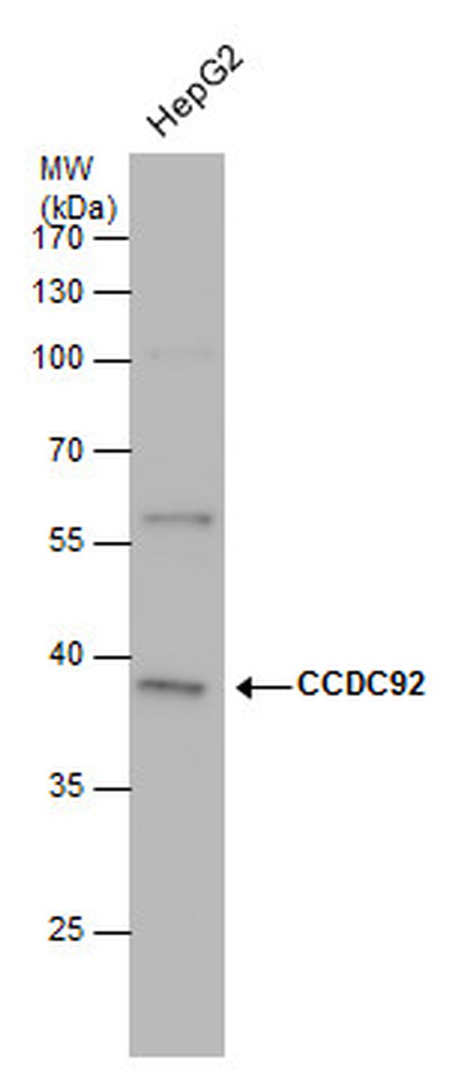 CCDC92 Antibody in Western Blot (WB)