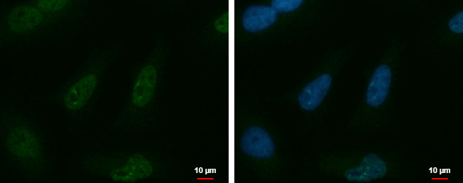 KHDRBS3 Antibody in Immunocytochemistry (ICC/IF)