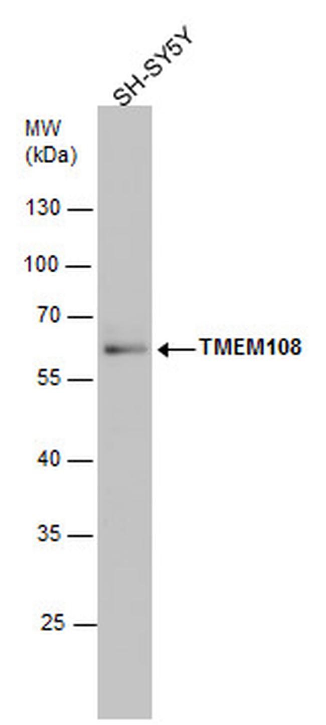 TMEM108 Antibody in Western Blot (WB)