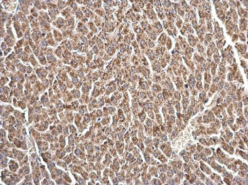 LRRC59 Antibody in Immunohistochemistry (Paraffin) (IHC (P))