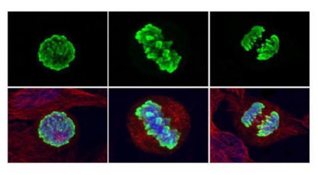 Phospho-Histone H3 (Ser10) Antibody in Immunocytochemistry (ICC/IF)