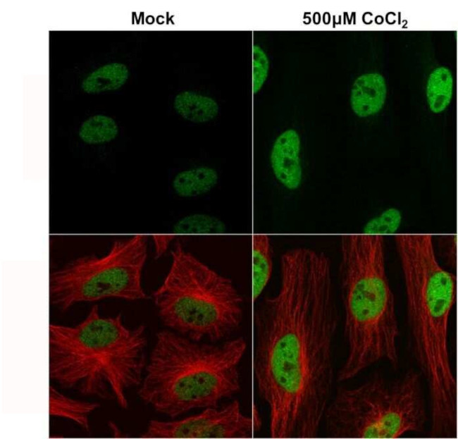 HIF-1 beta Antibody in Immunocytochemistry (ICC/IF)