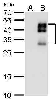 DLX2 Antibody in Western Blot (WB)