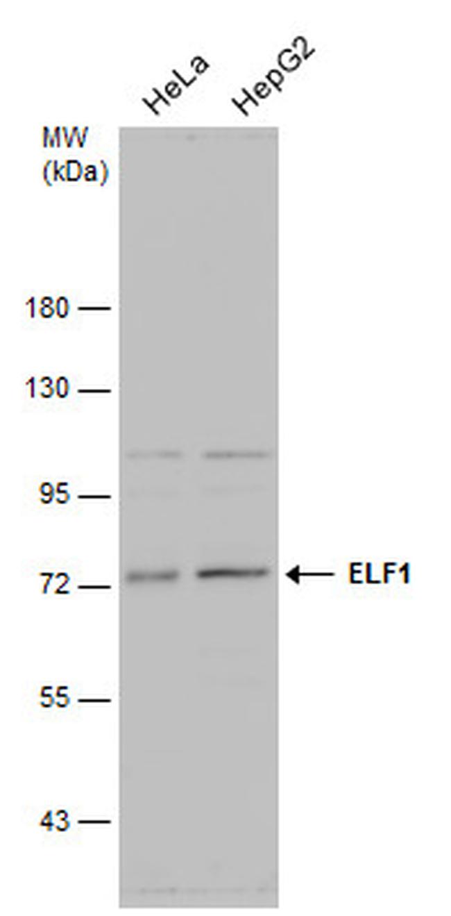 ELF1 Antibody in Western Blot (WB)