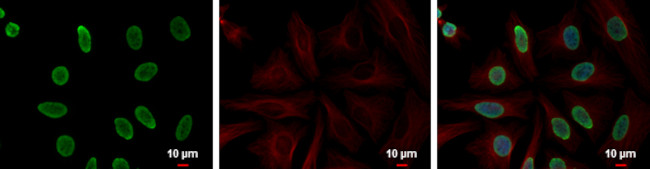 Histone H4 Antibody in Immunocytochemistry (ICC/IF)