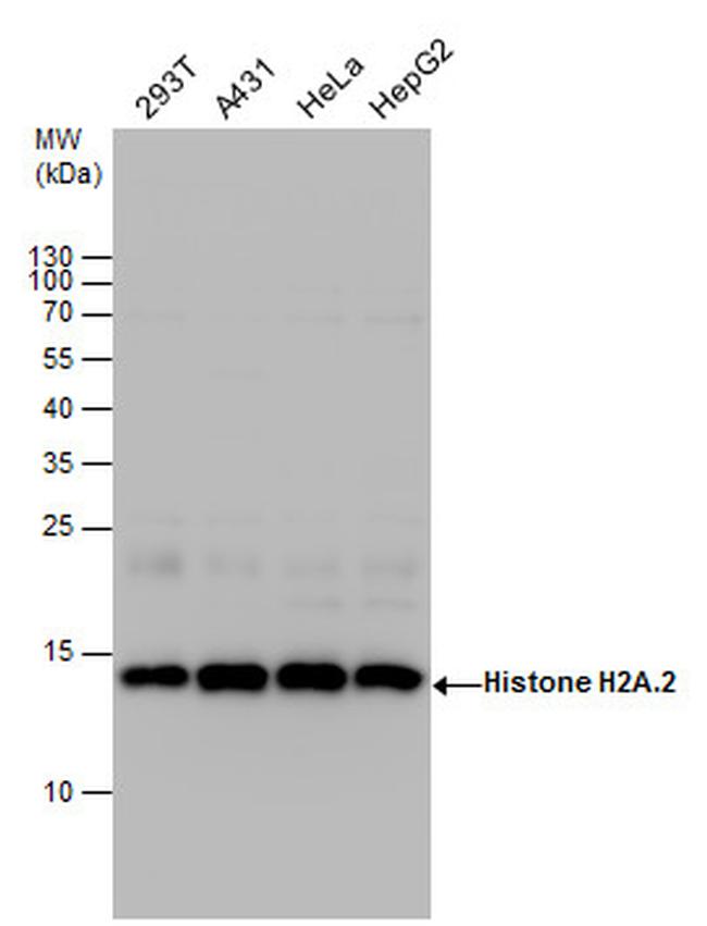 HIST2H2AA3 Antibody in Western Blot (WB)