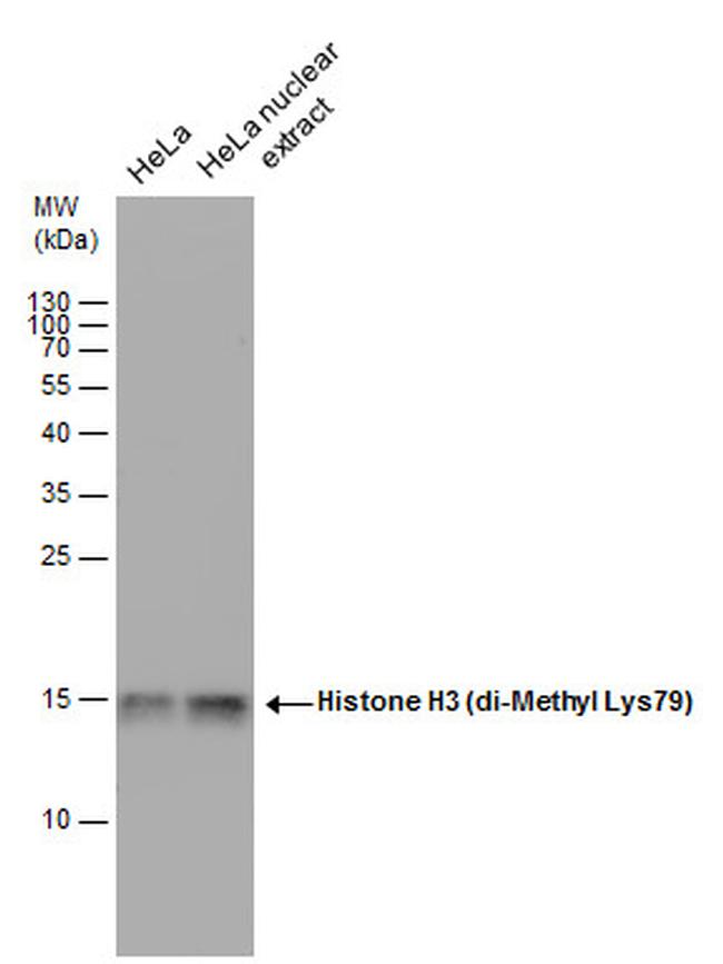H3K79me2 Antibody in Western Blot (WB)
