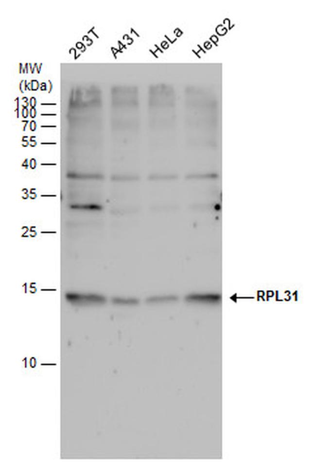 RPL31 Antibody in Western Blot (WB)