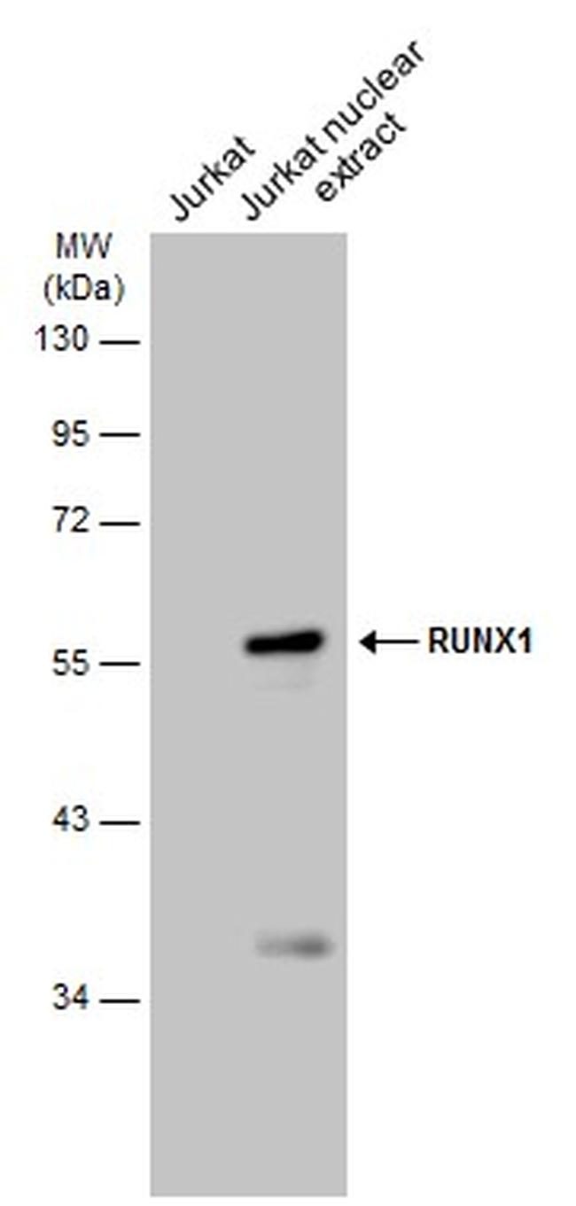 RUNX1 Antibody in Western Blot (WB)