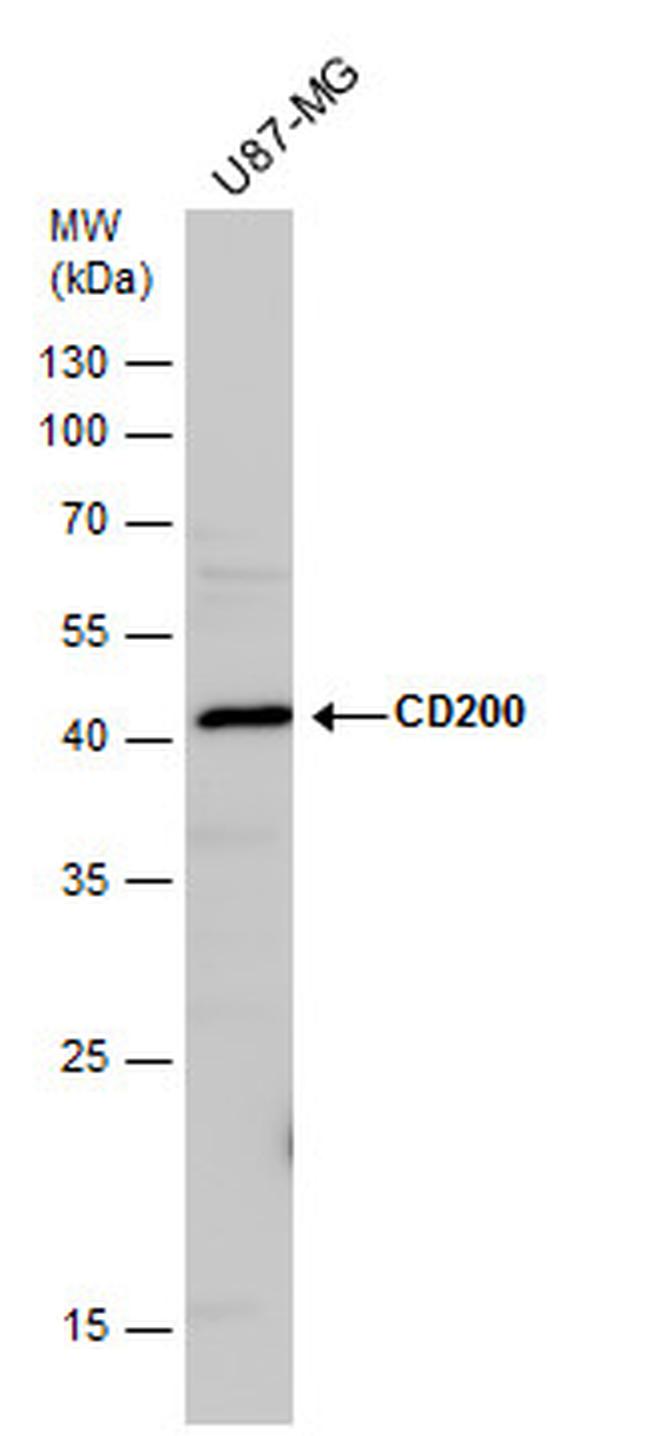 CD200 Antibody in Western Blot (WB)