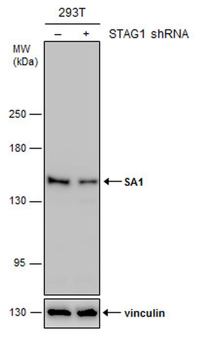STAG1 Antibody in Western Blot (WB)