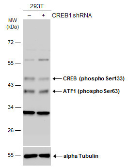 Phospho-CREB (Ser133) Antibody in Western Blot (WB)