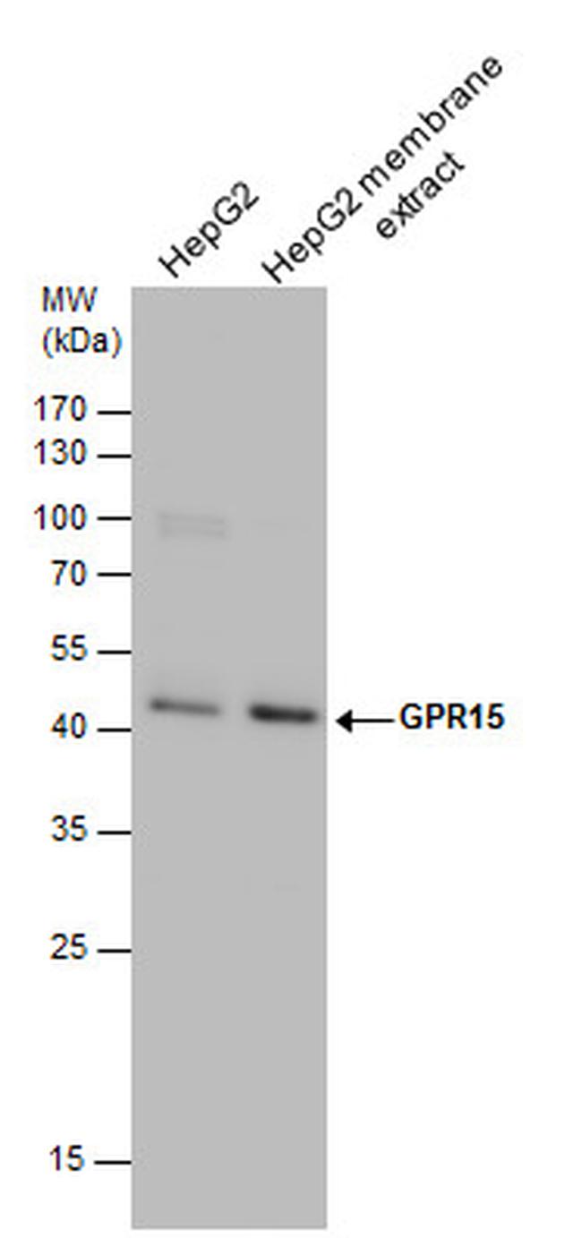 GPR15 Antibody in Western Blot (WB)